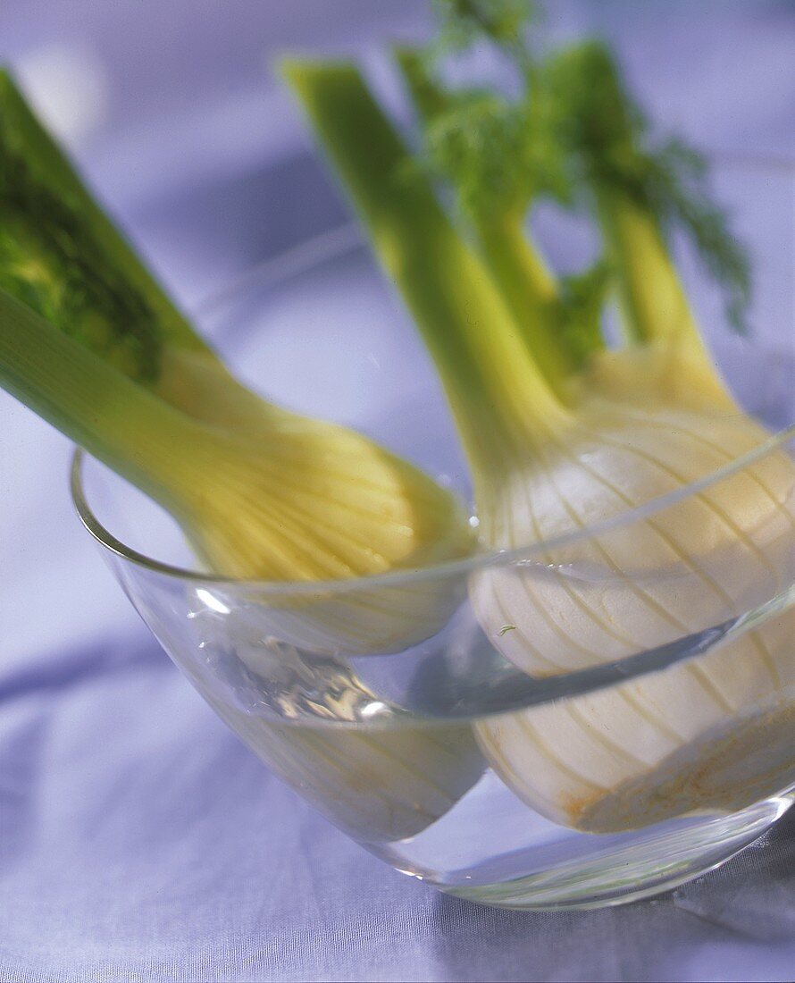 Fenchel in einer Schale mit Wasser