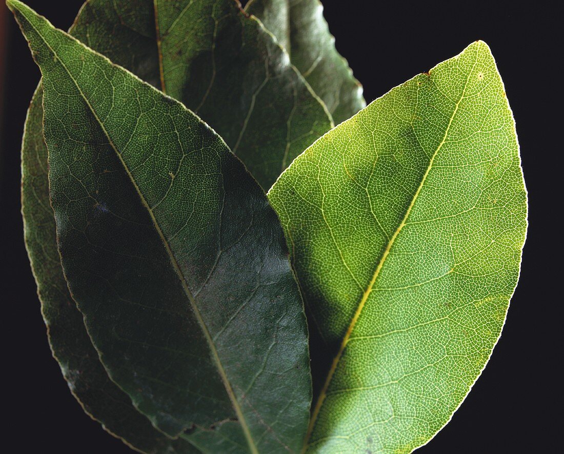 Fresh Bay Leaves