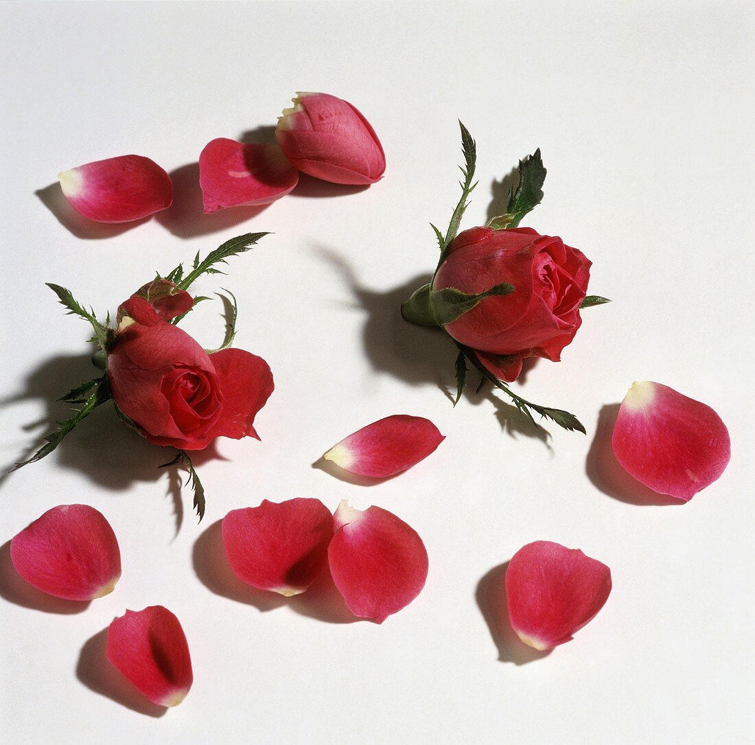 Zwei Rosenknospen und Rosenblätter