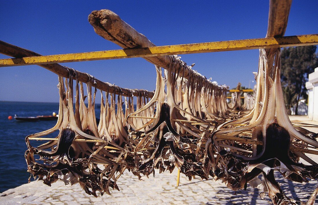 Fish hanging up to dry