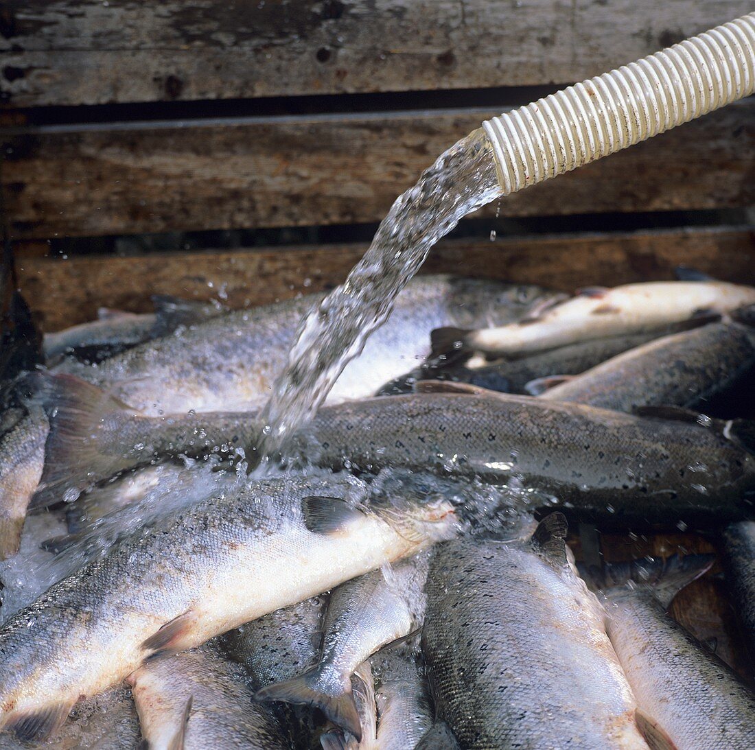 Water running over freshly caught salmon