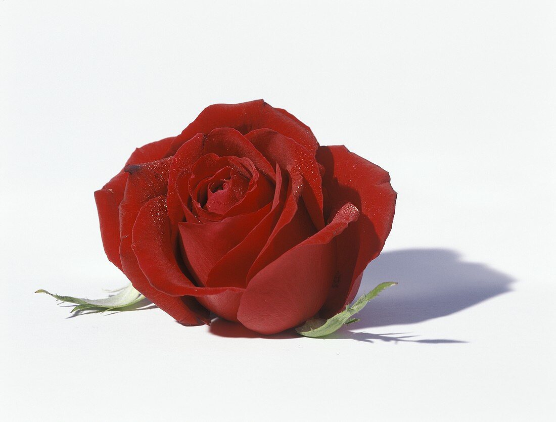 A Single Red Rose