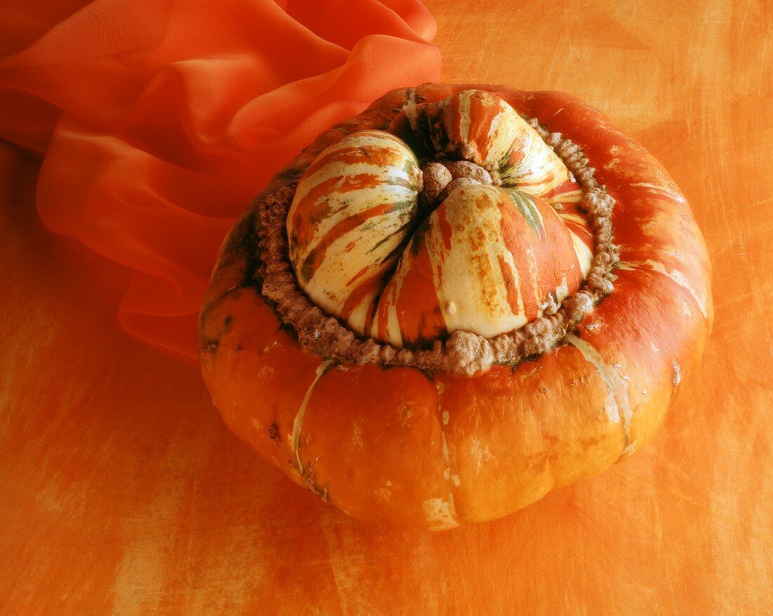 A squash (Turk's turban) on orange background