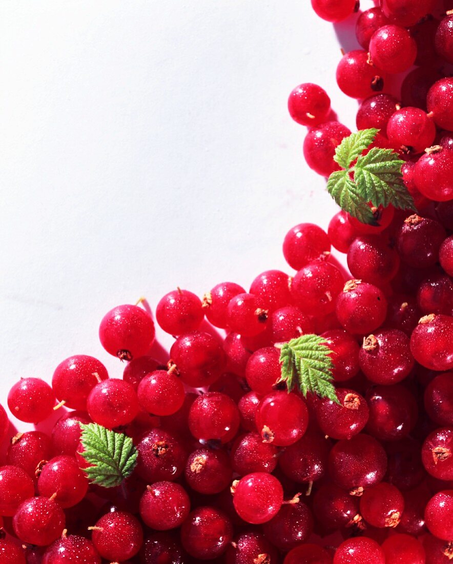 Rote Johannisbeeren