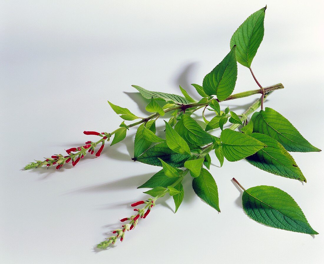 Pineapple sage with flowers