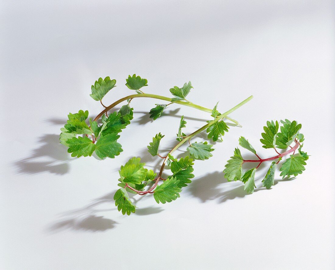 Three stalks of salad burnet