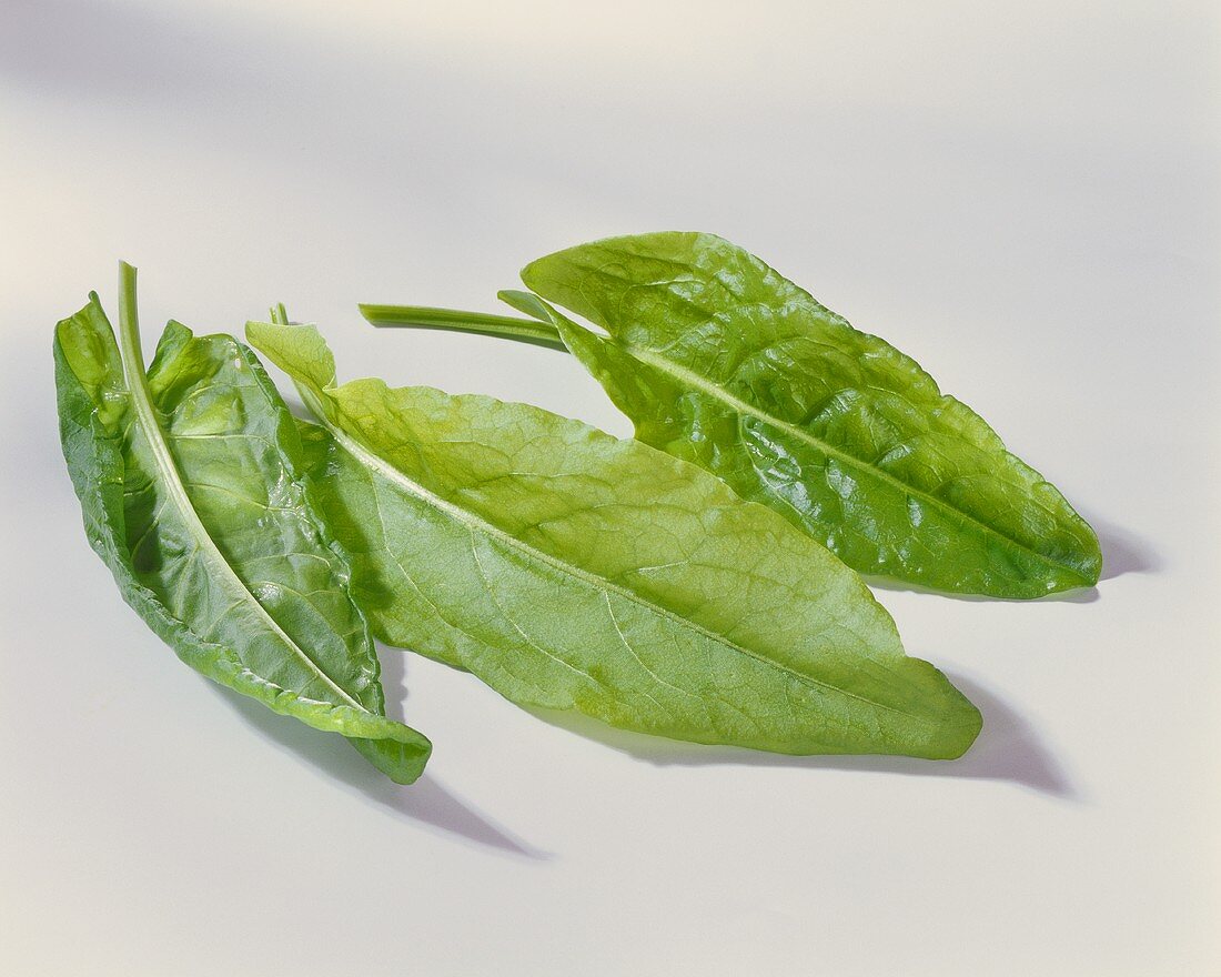 Fresh sorrel leaves