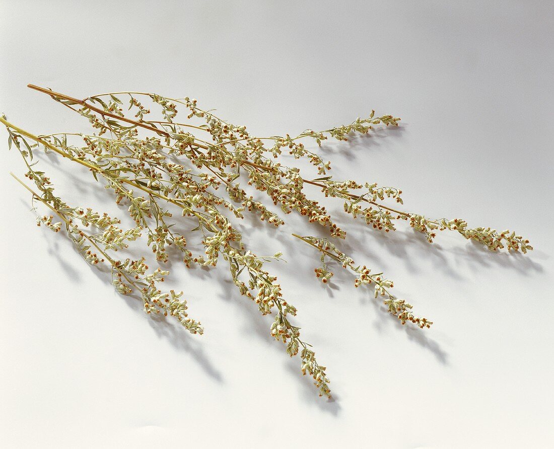 Dried Mugwort