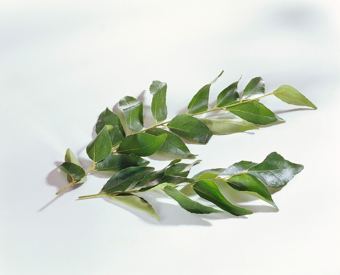 Two stalks of curry leaves