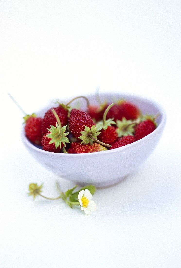 Wild strawberries in bowl