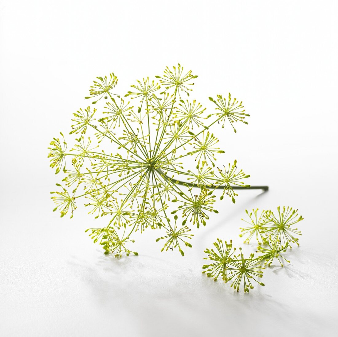 Dill flowers