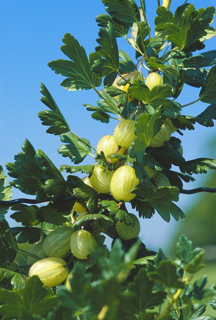 Green gooseberries on the bush