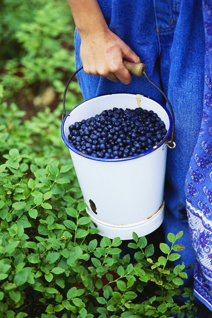 Hand trägt Eimer mit frischen Heidelbeeren