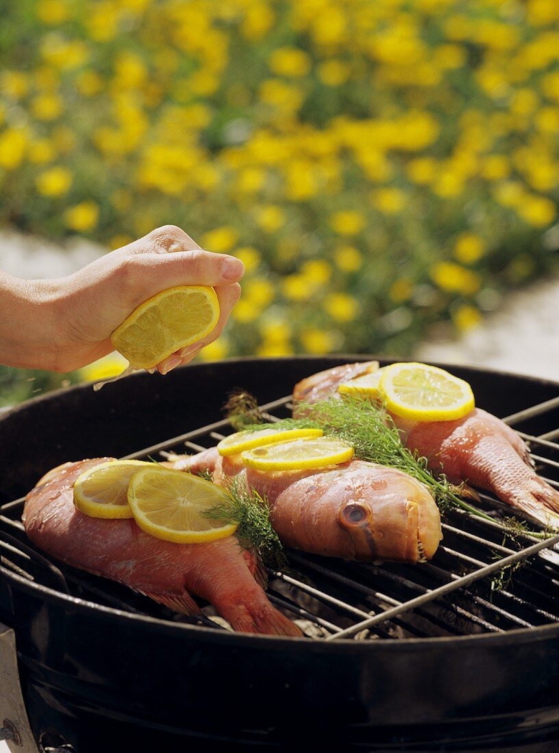 Fresh red mullet on grill being sprinkled with lemon juice