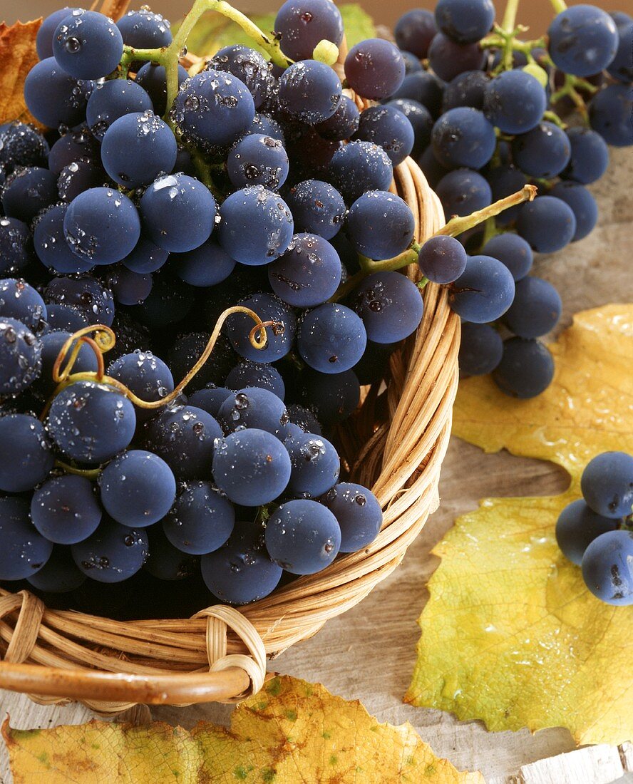Black grapes with drops of water in basket