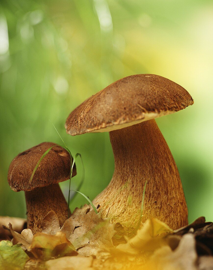 Zwei Steinpilze (Boletus edulis) im Laub