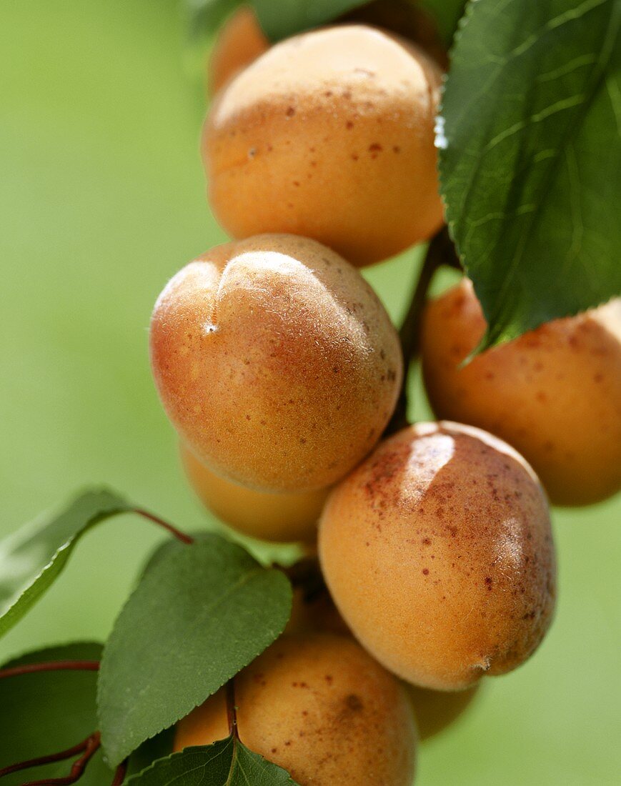 Zweig mit frischen Aprikosen