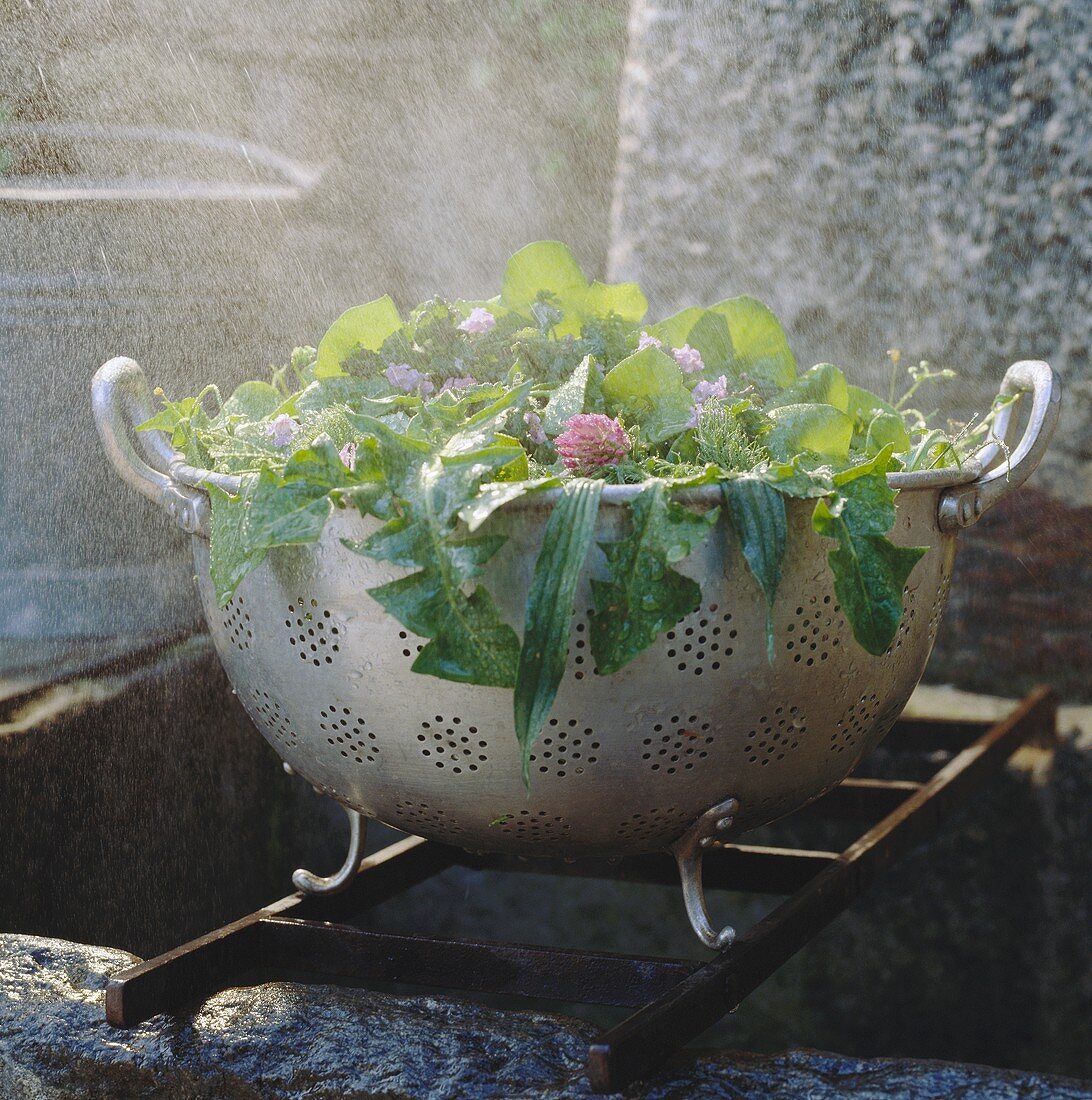Various herbs and leaves in a colander