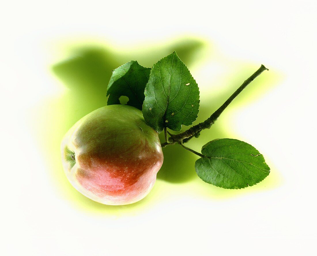 Jamba apple - an old Danish variety