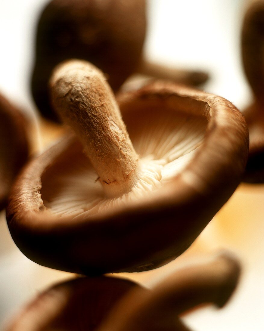 Shiitake mushrooms