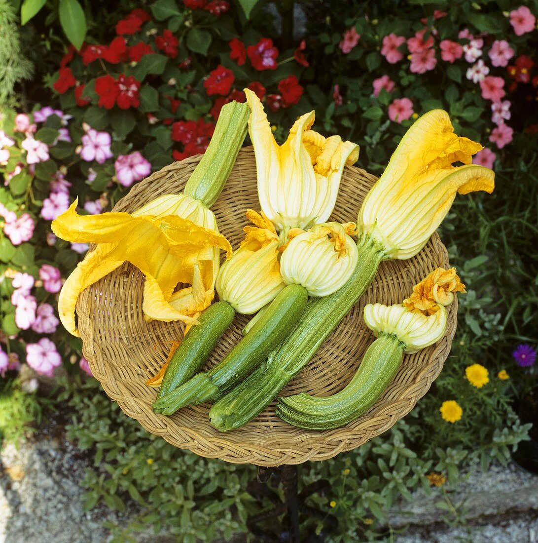 Zucchini mit Blüten in einem Korb