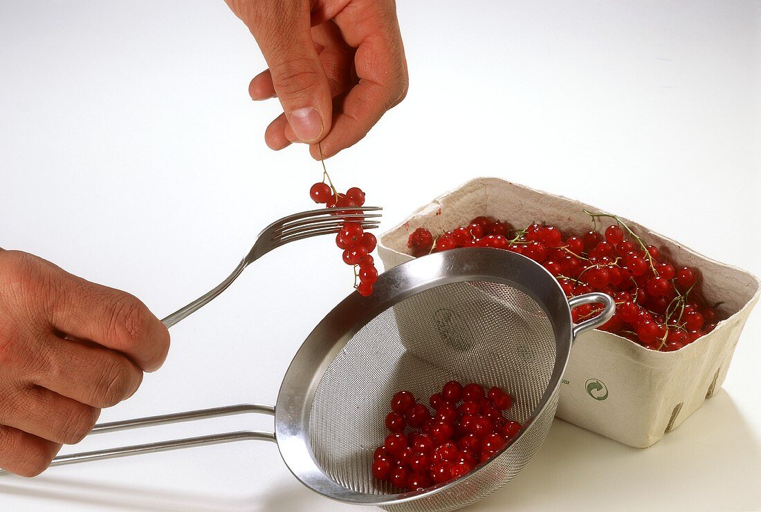 Johannisbeeren mit der Gabel von der Rispe streifen