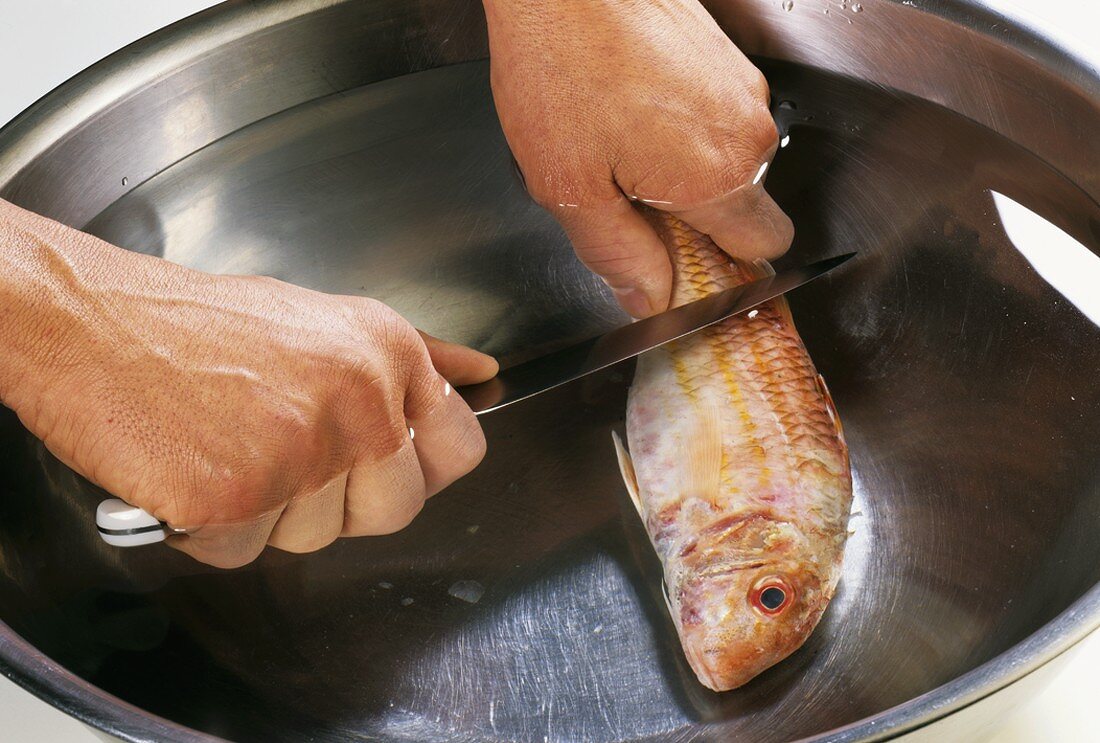 Scaling a red mullet