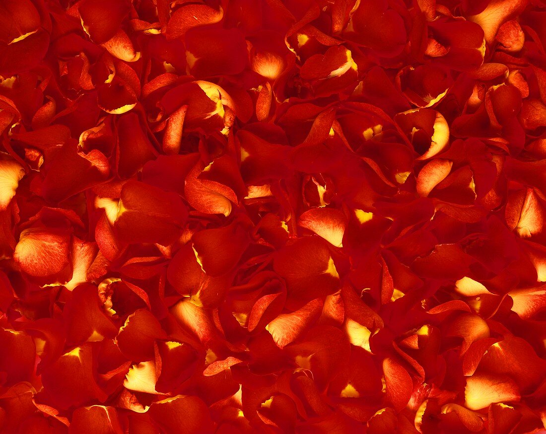 Red rose leaves (filling the picture)