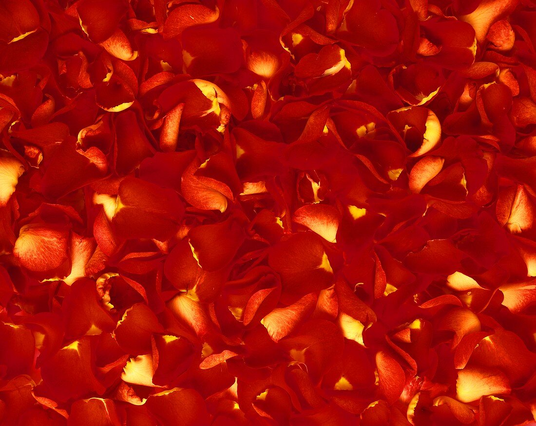 Rote Rosenblätter (bildfüllend)