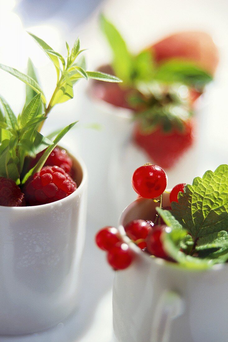 Frische Beeren in Schälchen