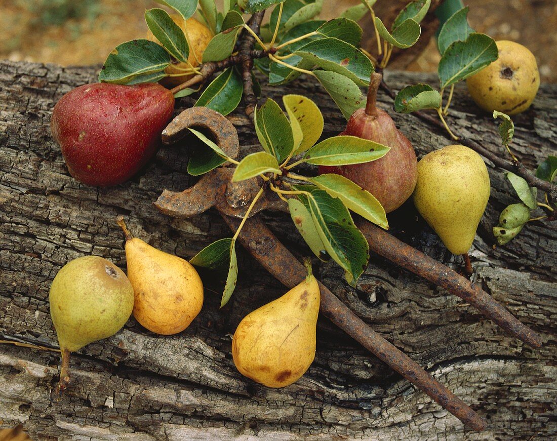 Pears on a tree trunk and a pair of tongs