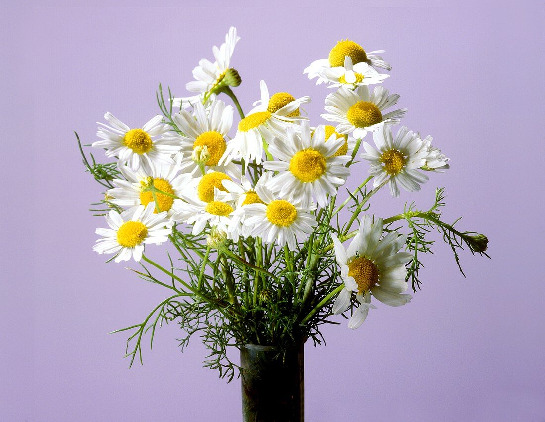 A bunch of camomile