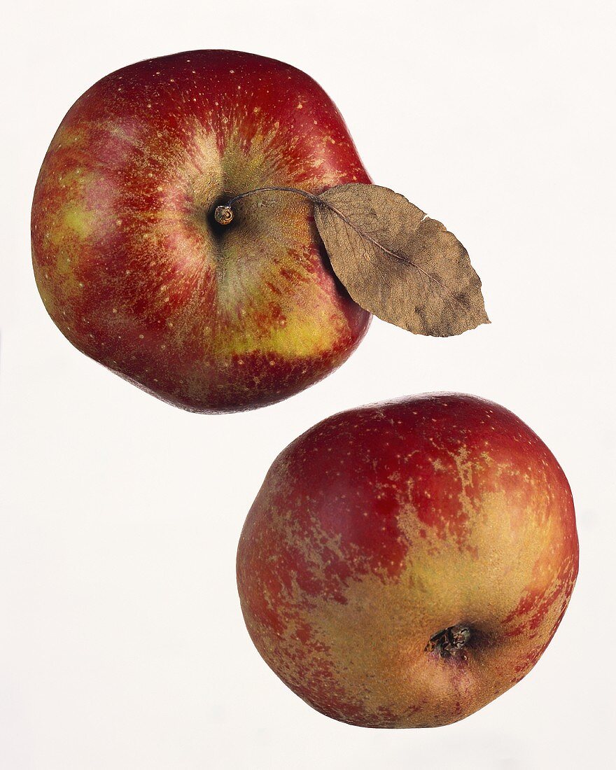 Zwei Boskop Äpfel