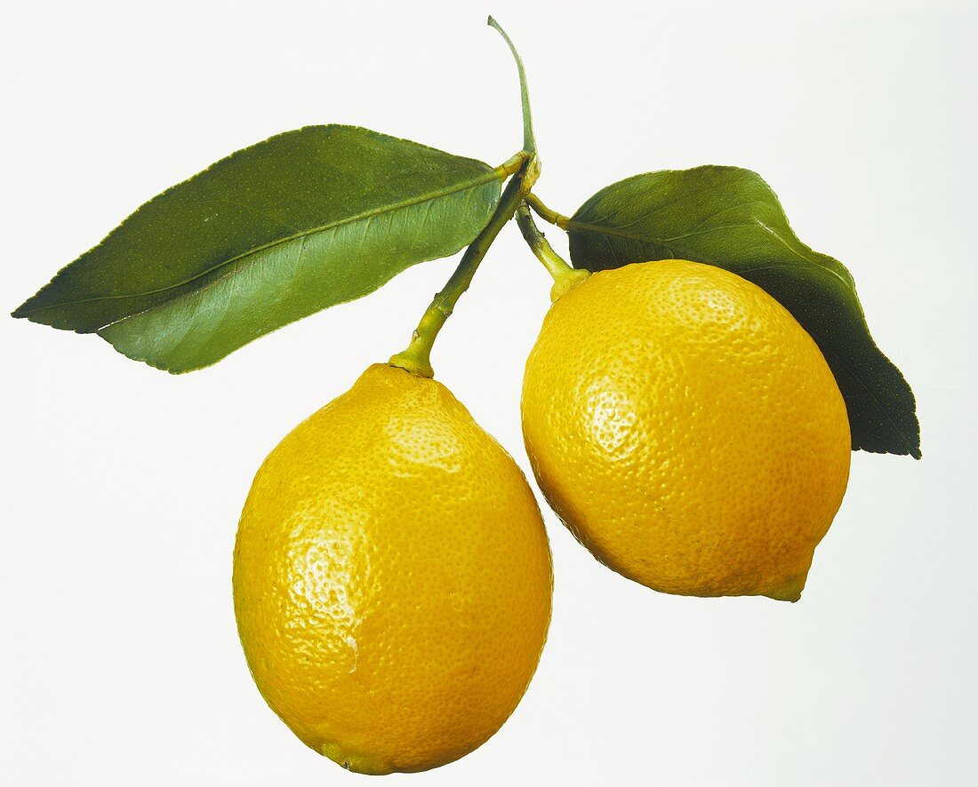 Two lemons with leaves