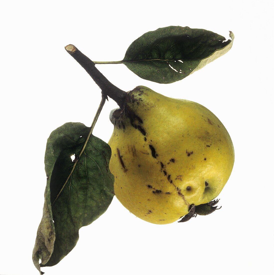 A pear-shaped quince with leaves