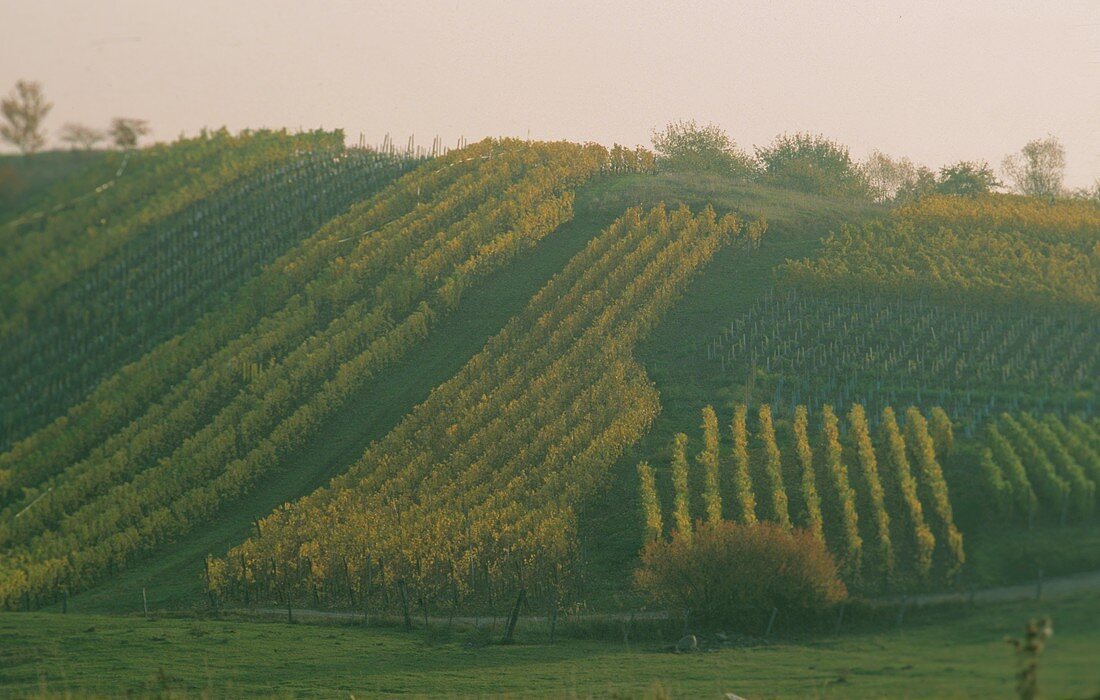 Autumn vineyard, Alsace, France