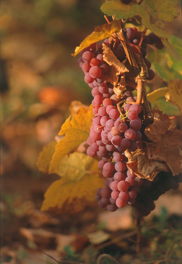 Grape vine between autumn leaves, Alsace, France