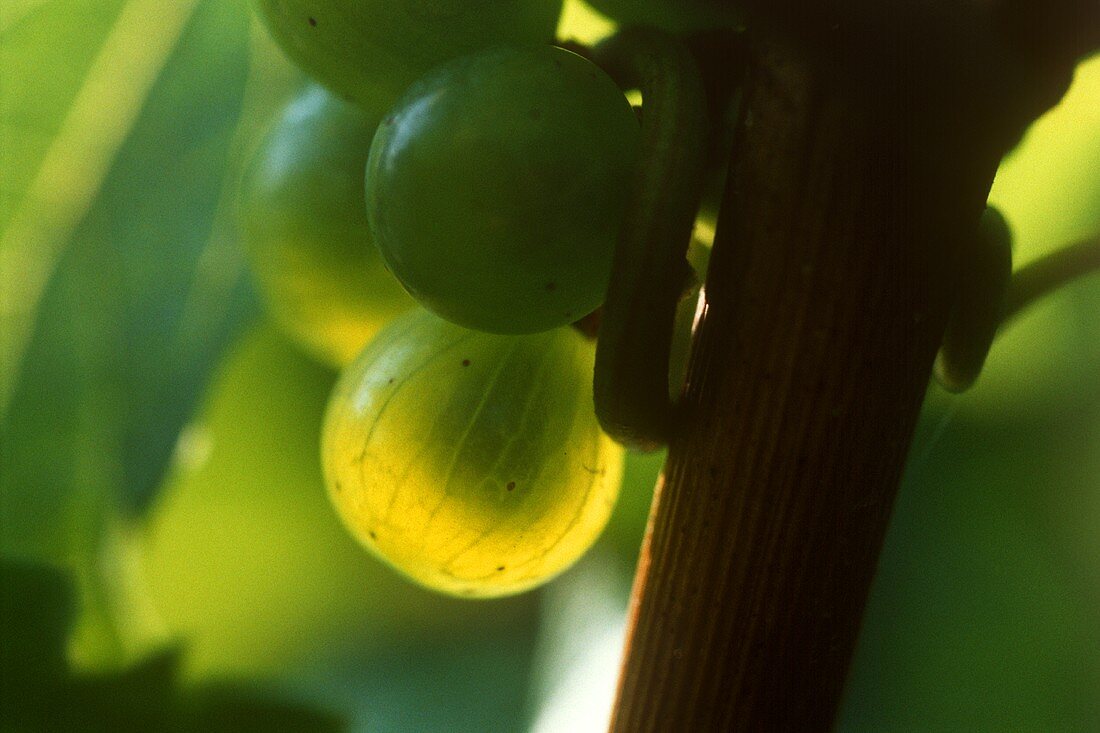 Individual white wine grapes on the vine