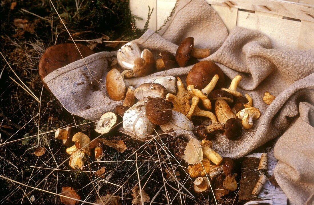 Frisch gesammelte Pilze