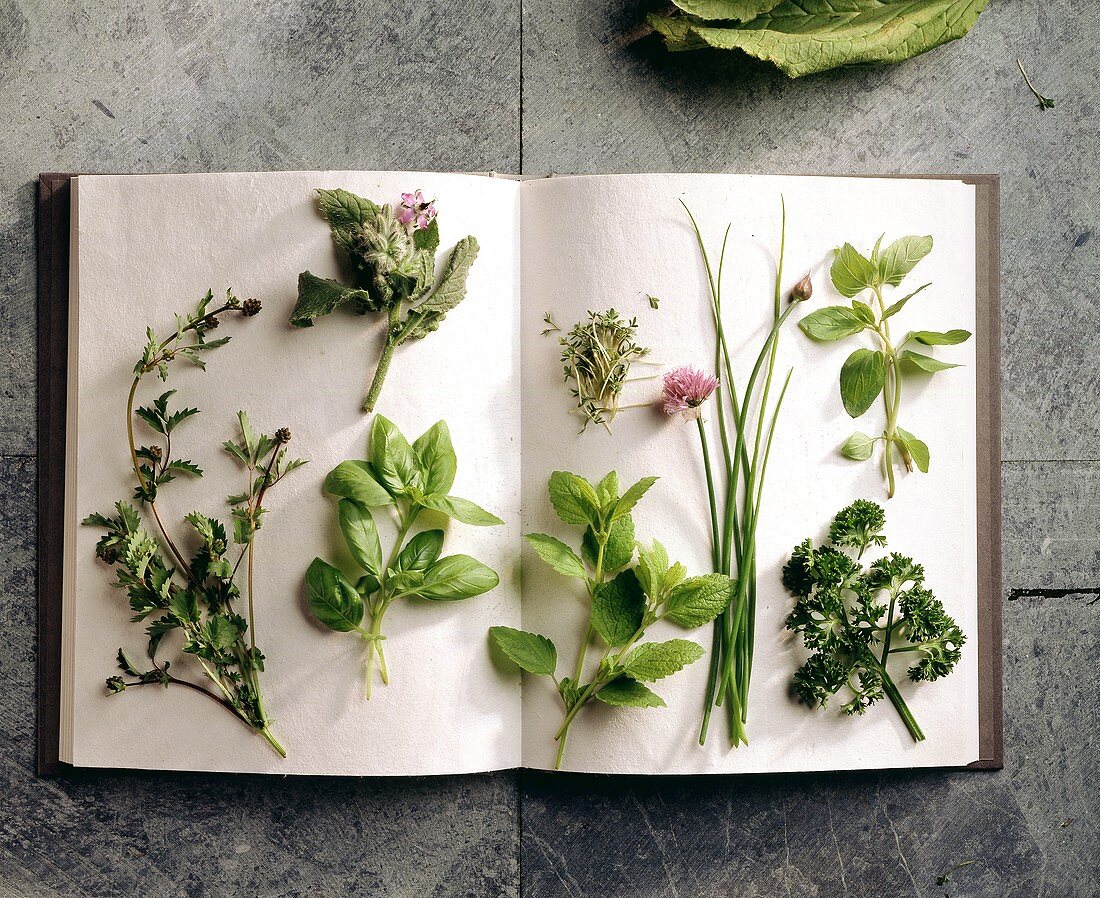 Verschiedene Salatkräuter auf geöffnetem Buch