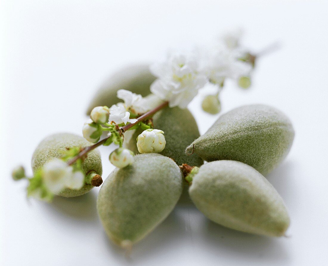 Fresh almonds and almond blossom