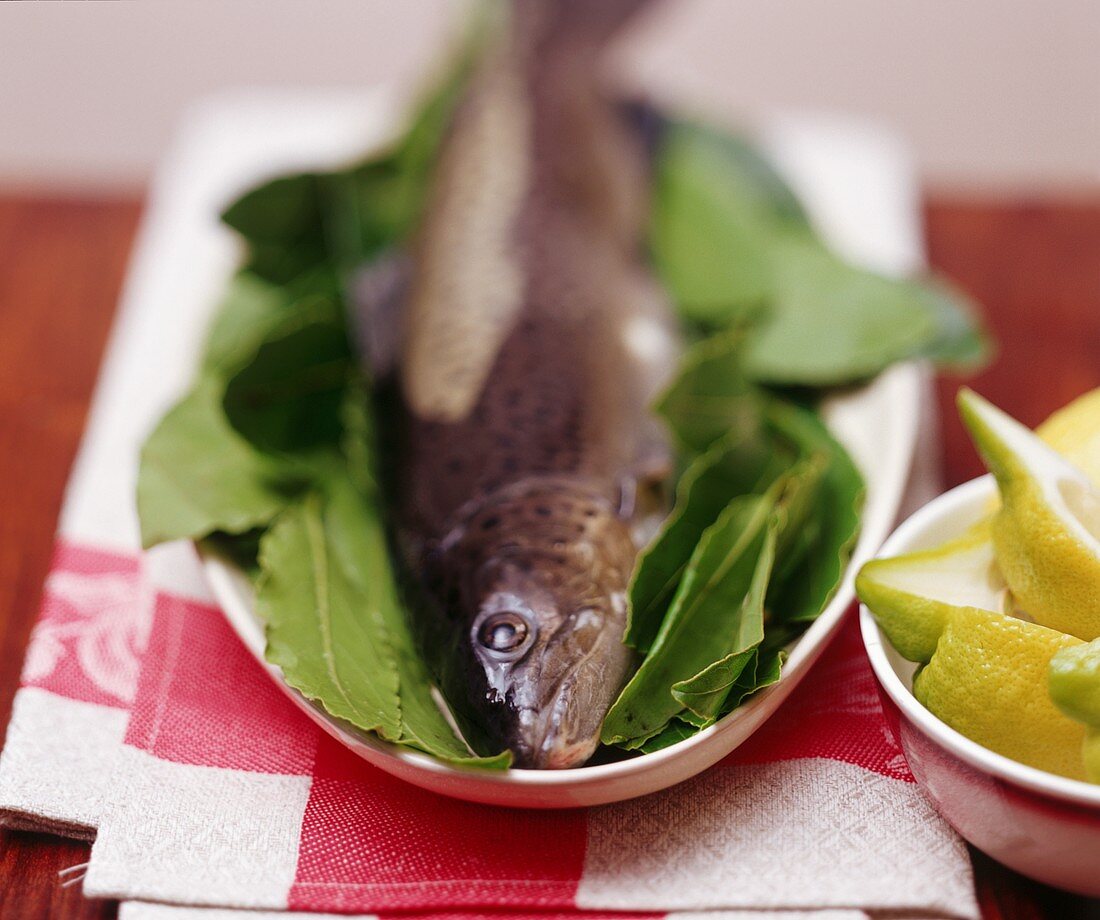 Fresh trout and bay leaves; lemons