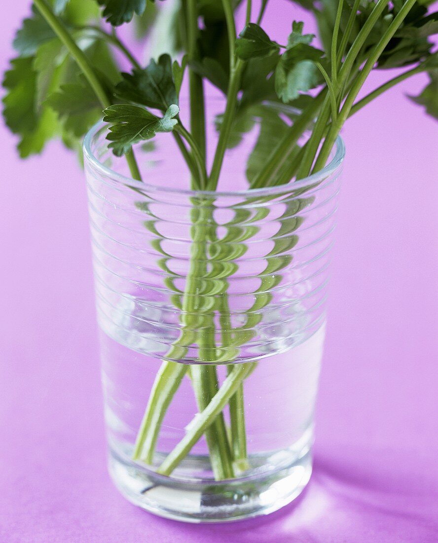 Fresh parsley in glass of water