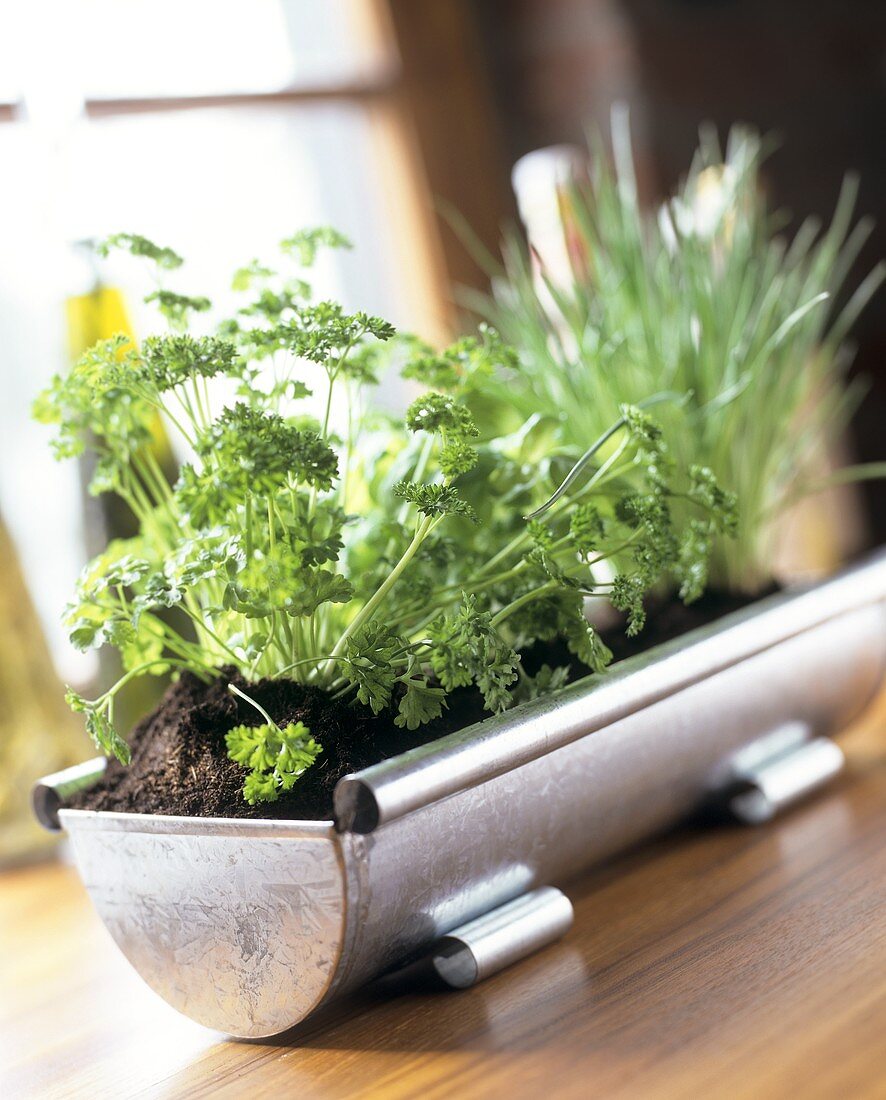 Various herbs in a metal container on window sill