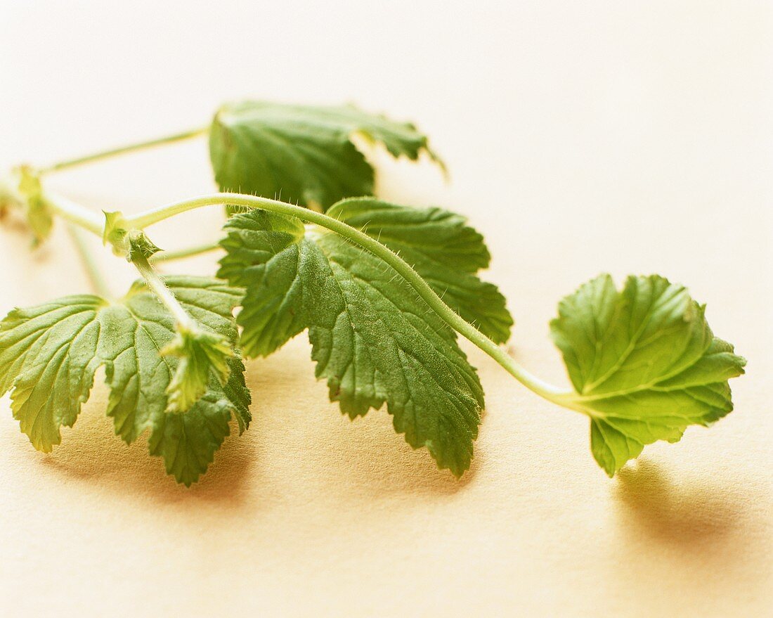 Orangenduftgeranie (Pelargonium-Arten)