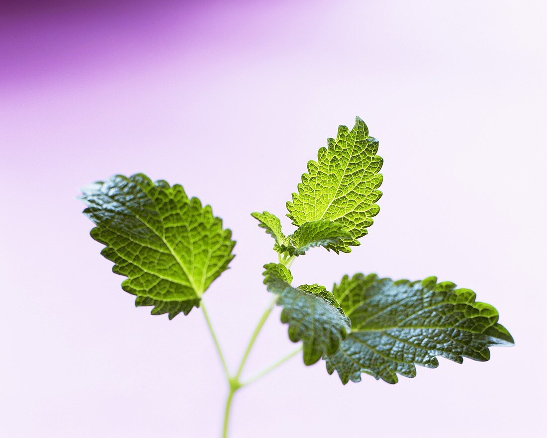 Lemon balm (Melissa officinalis)