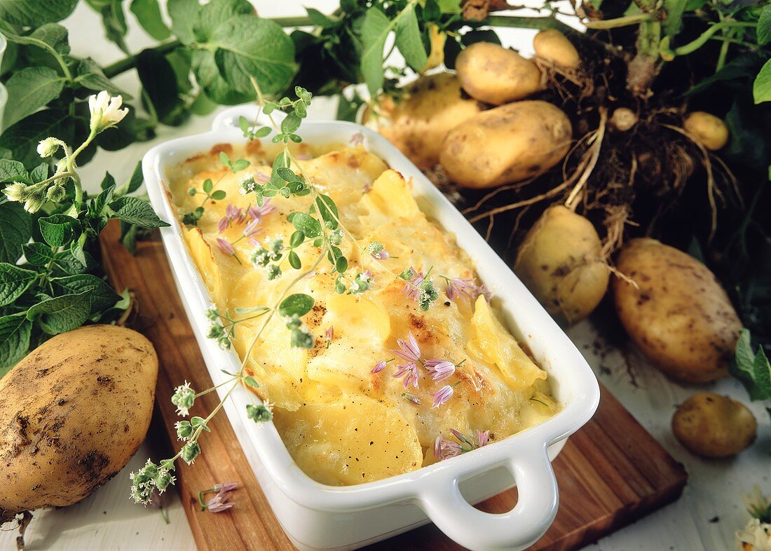 Potato gratin in baking dish; fresh potatoes; herbs
