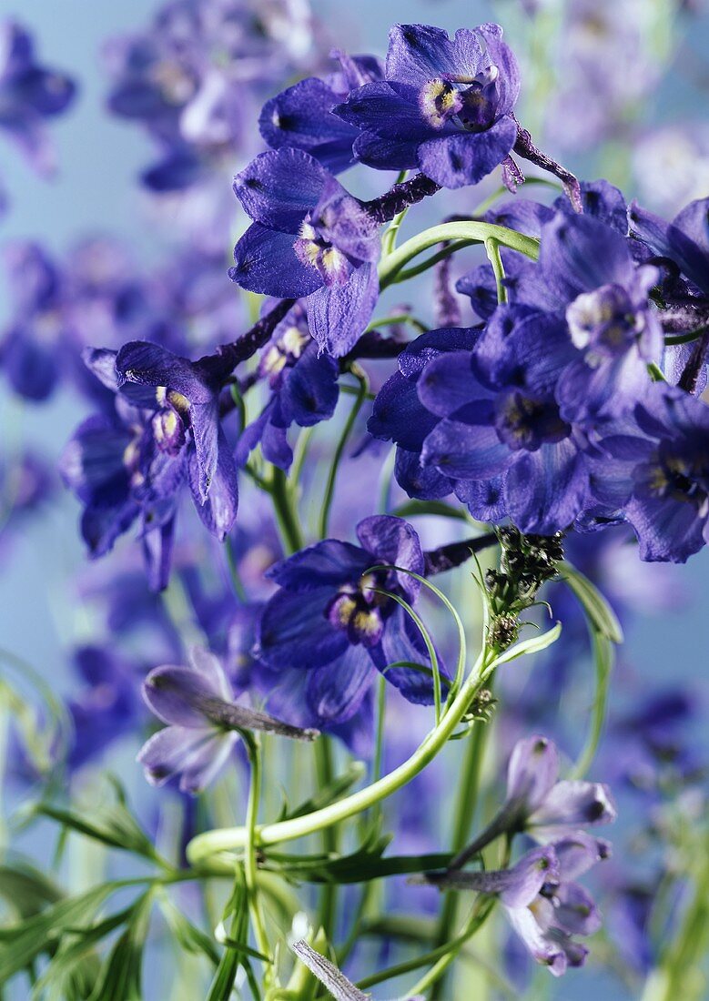 Purple delphiniums