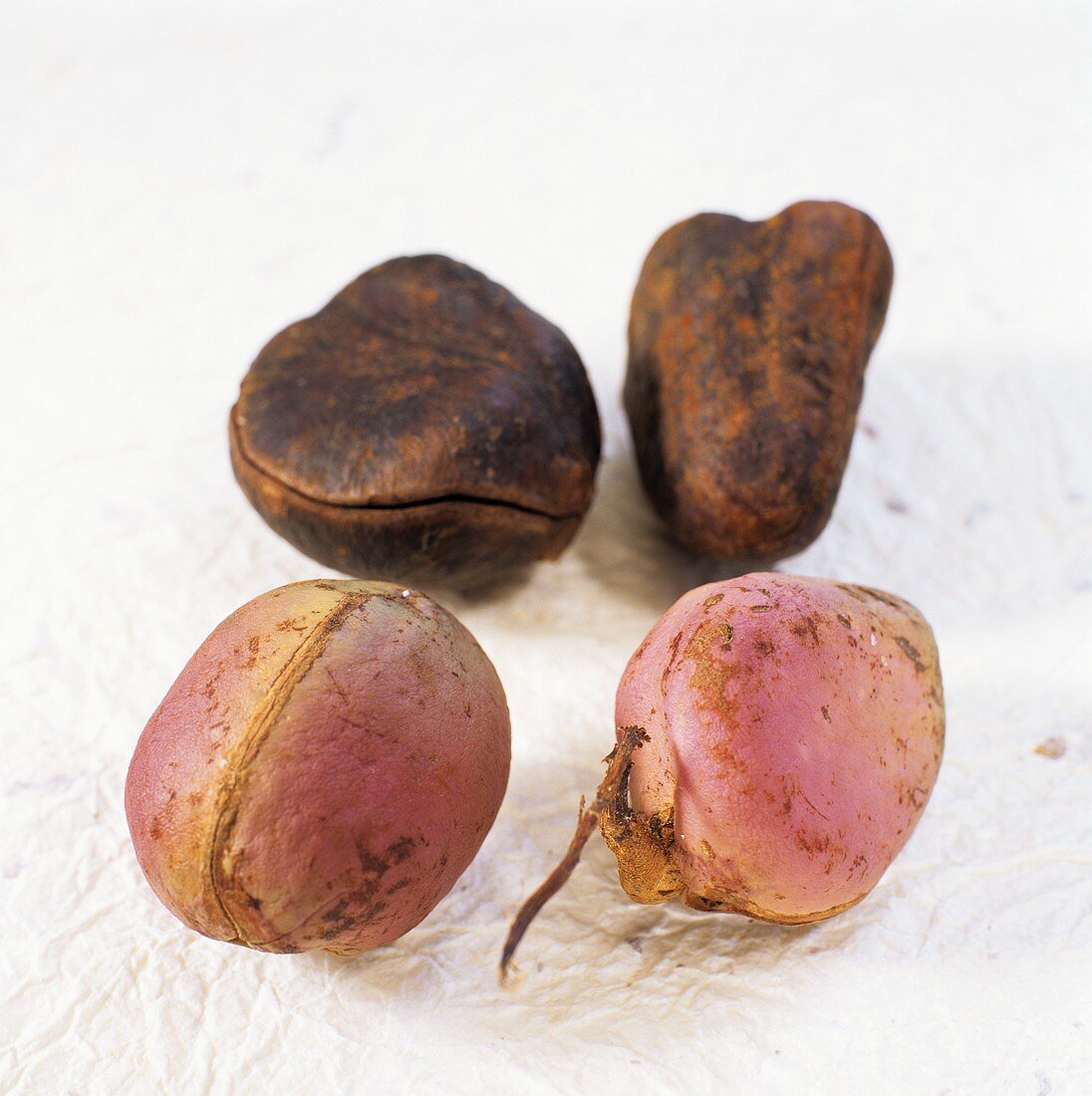 Noix de Cola (Cola nut) from Martinique, fresh and dried