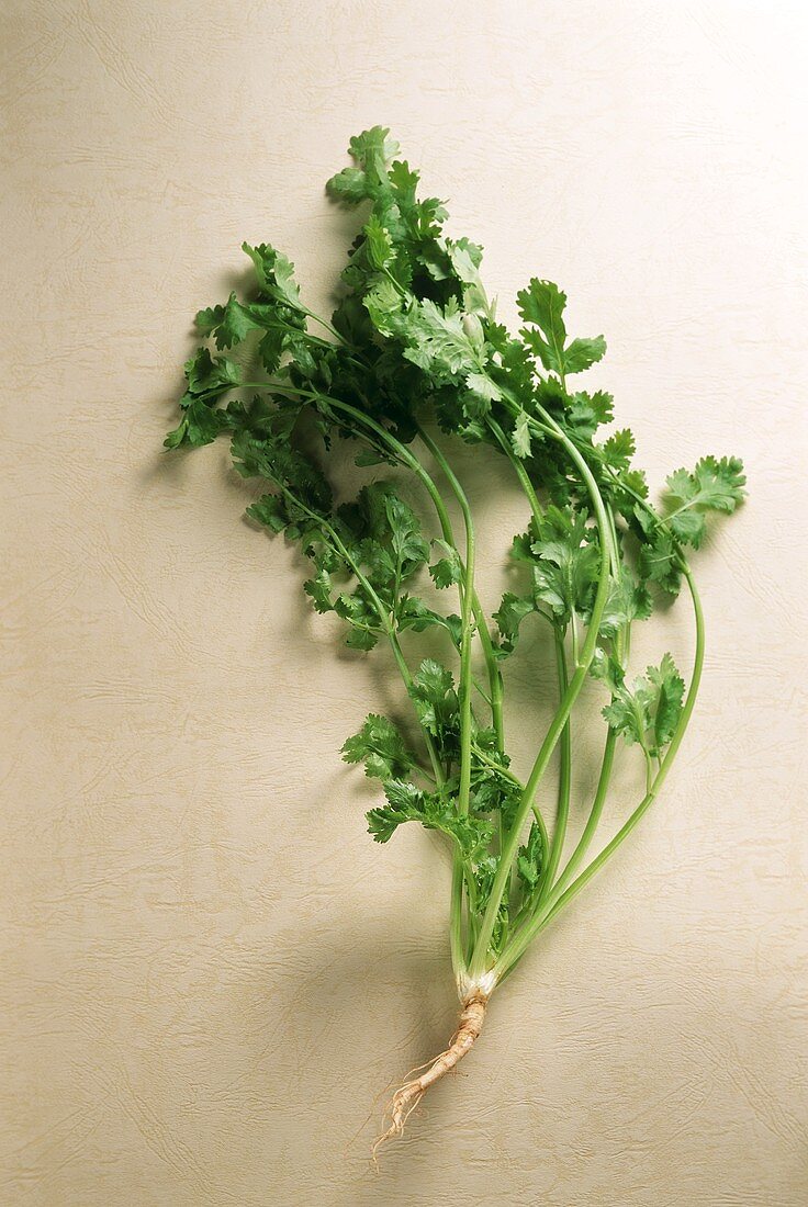 Fresh coriander